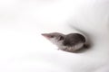 animal with a long nose on a white background, shrew