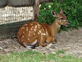 Animal look like Bambi ! In Belgium