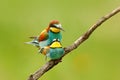 Animal love, European Bee-eaters mating on the branch with clear green and yellow background, Hungary. Action wildlife scene from Royalty Free Stock Photo
