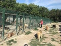 Animal lover woman feeds the dogs