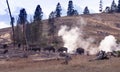 Buffalo and animal watchers in Yellowstone