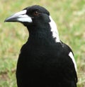 Animal - Magpie