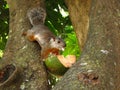 animal mammal nature squirrel tree rodent forest jungle climbing