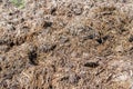 Animal manure close up in the fields