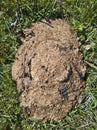 Dried cow dung in the meadow.