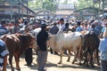 ANIMAL MARKET