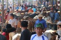 ANIMAL MARKET