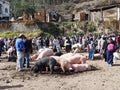Animal market in Ecuador