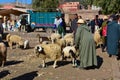 Animal market in Morocco