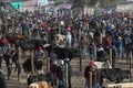 Animal market in Otavalo Ecuador Royalty Free Stock Photo