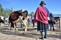 Animal market in Otavalo, Ecuador