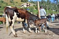 Animal market in Otavalo, Ecuador Royalty Free Stock Photo