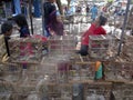 Animal market
