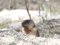 The animal Marmot looks out of a hole Royalty Free Stock Photo