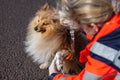 Animal medic puts bandage on a dog