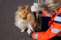 Animal medic puts bandage on a dog