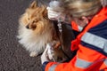 Animal medic puts bandage on a dog
