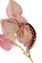 Animal millipede on flower