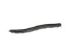 Animal millipede on white background Royalty Free Stock Photo