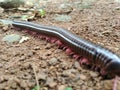 Animal millipedes insects original nature