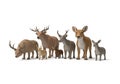 Animal models feature distinct characteristics like antlers, Royalty Free Stock Photo