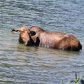 Animal moose Glacier national park  foryou Royalty Free Stock Photo