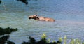 Animal moose Glacier national park  foryou Royalty Free Stock Photo