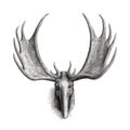 animal moose horn ai generated