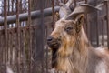 Animal mountain goat with beautiful horns in a zoo portrait Royalty Free Stock Photo