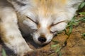 Animal muzzle of a fox who sleeps