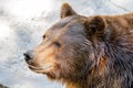 Animal muzzle of a large brown bear predator