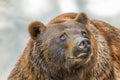 Animal muzzle of a large brown bear predator