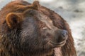 Animal muzzle of a large brown bear predator