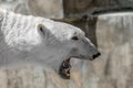 Animal muzzle of a large polar bear predator