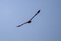 Animal Nacunda Nighthawk in fly