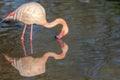 Animal Narcissism. Beautiful Pink Flamingo Admiring Its Own Reflection