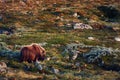 Animal in natural environment. Muskox Ovibos moschatus in the national park Dovrefjell - Sunndalsfjella. The most dangerous Royalty Free Stock Photo
