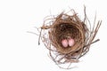 Animal Nest, Bird`s Nest, Animal Egg, Bird, Araucana Egg Royalty Free Stock Photo