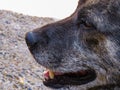 Animal - Old dog. beautiful dog close-up Royalty Free Stock Photo