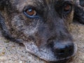 Animal - Old dog. beautiful dog close-up Royalty Free Stock Photo