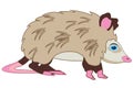 Animal opossum on white background is insulated