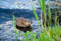 Animal otter swims and eats