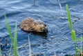 Animal otter swims and eats