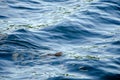 Animal otter swims and eats