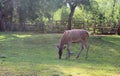 Photo made in the Animal Parc in Esch-Sur-Alzette, Luxembourg - green area where deers are free to walk around