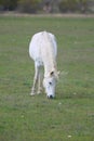Animal on a pasture. Horse eats grass. Mare on meadow Royalty Free Stock Photo