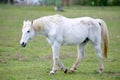 Animal on a pasture. Horse eats grass. Mare on meadow Royalty Free Stock Photo