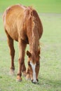 Animal on a pasture. Horse eats grass. Mare on meadow Royalty Free Stock Photo