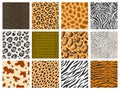 Animal pattern. Tiger leopard zebra skin texture collection, reptile and mammal camouflage printing, animal fur pattern. Vector