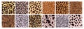 Animal patterns. Leopard and zebra cute prints, wild cat tiger skin seamless texture, jungle cheetah life, fashion cow Royalty Free Stock Photo